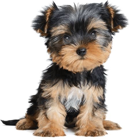 Ginger is a loving and sweet little morkie puppy. Morkie Puppies For Sale In Michigan | Michigan Puppy