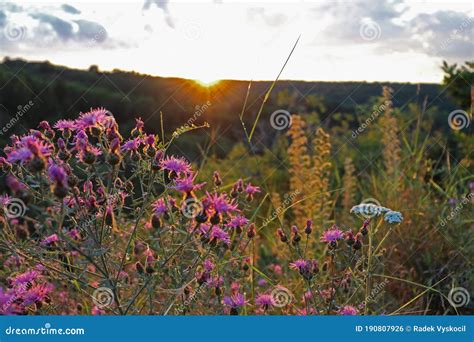 Purple Blooming Meadow Flowers At Sunset Stock Photo Image Of Scenic