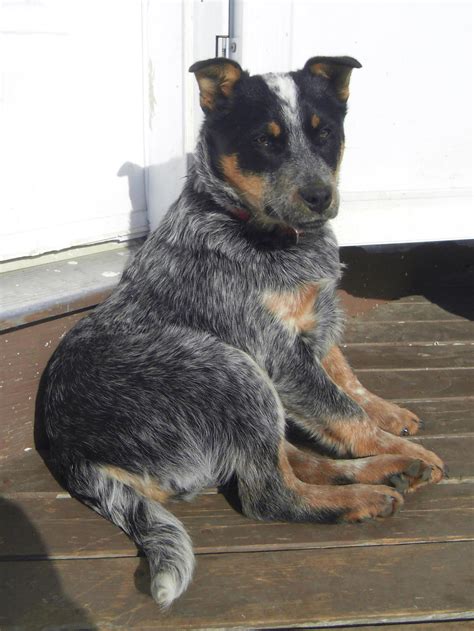 About Blue Heelers Photos All Recommendation