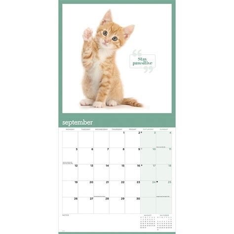 Cute Cats Wall Calendar 2022 Buy From The Cats Protection Shop