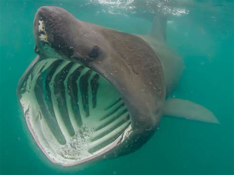 The Basking Shark California Diving News