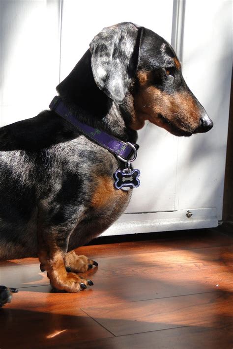 Akc puppies for sale, dogs for sale. The 25+ best Dapple dachshund ideas on Pinterest | Dapple ...