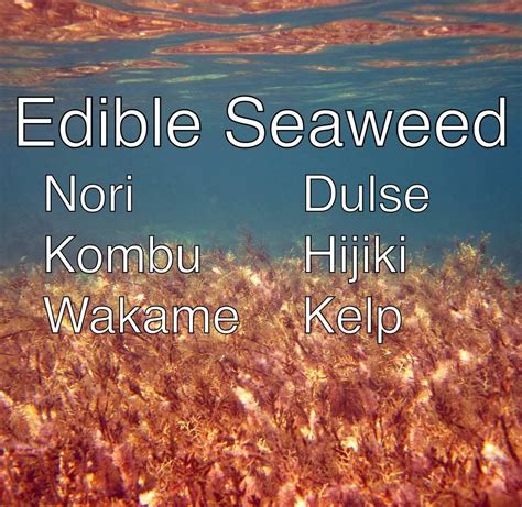 Kelp And Other Edible Seaweeds A Primer Edible Seaweed Food