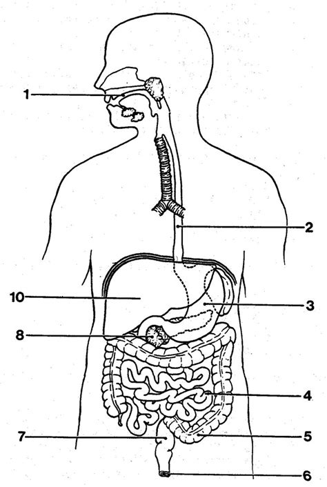 The upper region of the body includes everything above the neck, for instance, hair, scalp, eyes, ears, nose, mouth, tongue. http://anatomybodyblog.com/images/3102-blank-digestive ...
