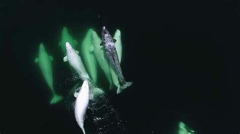 Beluga Whales Adopt Narwhal In Canadas St Lawrence River