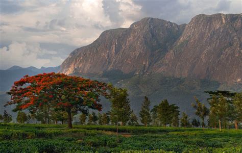 The Highest Mountain In South Central Africa Mount Mulanje Photos