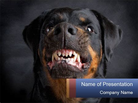 A stunning rottweiler dog head art. Angry Rottweiler Modelos de apresentações PowerPoint ...