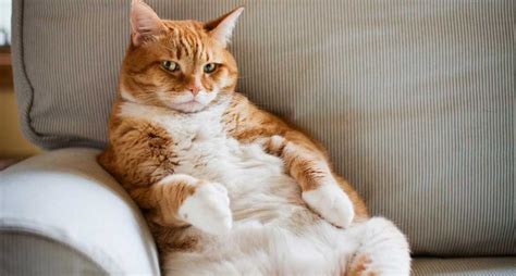 Tubuh mereka tampak berisi dengan. Jenis Jenis Kucing Peliharaan Yang Paling Populer Di ...