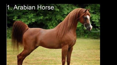 Top 10 Most Expensive Horse In The World Youtube