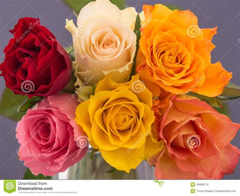 Select from premium bunch of roses of the highest quality. Bunch Of Multicolored Roses Stock Photo - Image of lobes ...