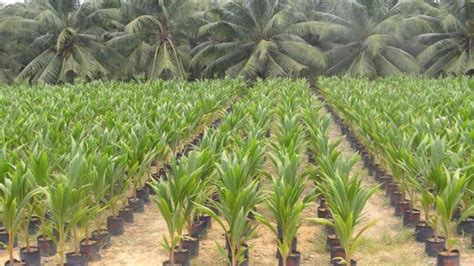 Youth Urged To Go Into Coconut Farming The Ghana Report