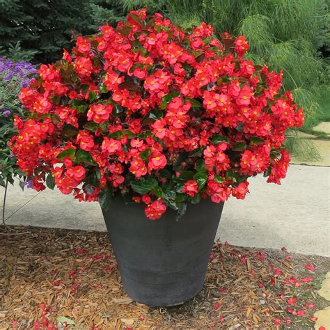 Begonia Surefire Red Buy Begonia Angelwing Annuals Online