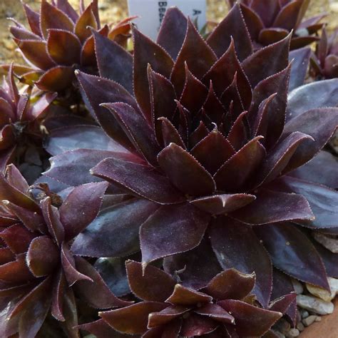 Sempervivum Dark Beauty Joubarbe Hybride à Rosettes Pourpre Presque Noir
