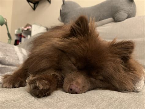 The Not So Elusive Sleepy Puppy Rrarepuppers