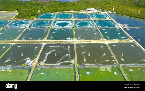 Shrimp Pond And Shrimp Farm Bohol Philippines Ponds For Shrimp