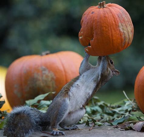 Halloween Squirrel 3 Michael Blog Squirrel Pumpkin Carving Pumpkin