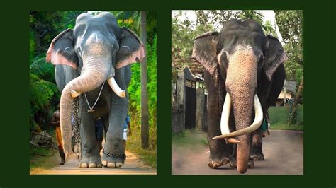 Largest Elephant Tusker Largest Domestic Elephant Nadungamuwe Raja