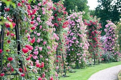 47 Amazing Rose Garden Ideas On This Year Garden