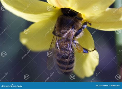 Macro Shot Of A Bee Pollinating A Winter Jasmine Stock Image Image Of