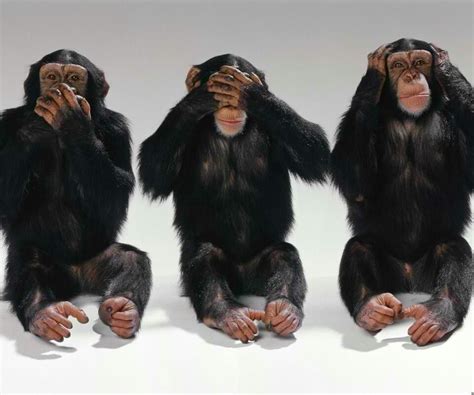 Speak, see, & hear no evil. | Animals, Monkey wallpaper, Monkeys funny