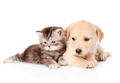 Cat And Dog Love Wallpaper