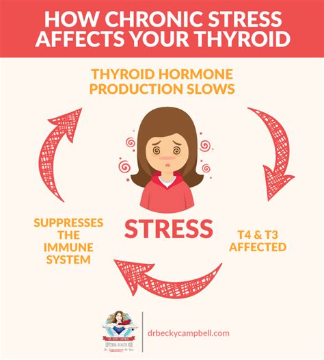 How The Adrenals Affect The Thyroid Dr Becky Campbell