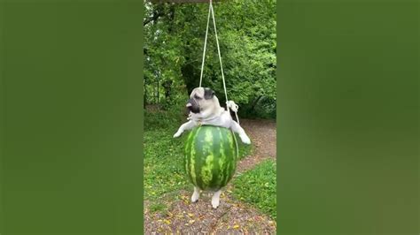 Pug Swinging In A Watermelon Swing Viralhog Youtube
