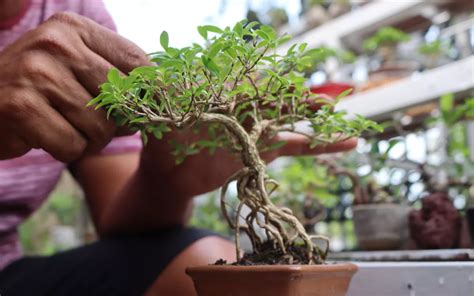 Meaning And Symbolism Of Bonsai Trees Bonsai Primer