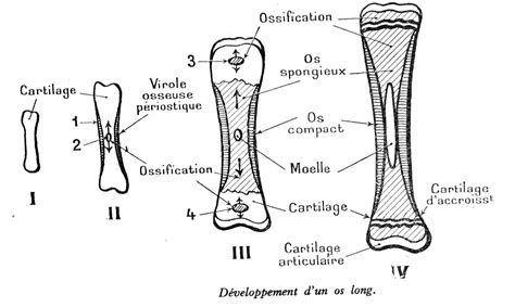 Dessin Anatomie Humaine Développement Dun Os Long