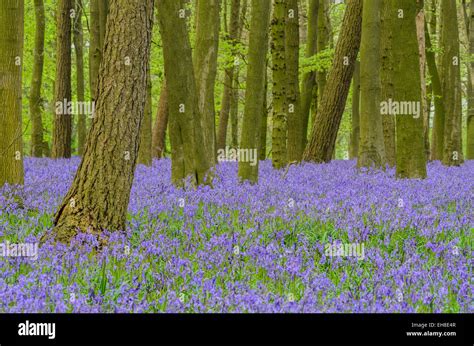 Bluebells In Hertfordshireenglanduk Stock Photo Alamy