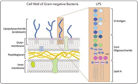 Gram Negative Bacterial Cell Wall Structure With Emphasis In The