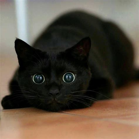 Gorgeous Black Cat Raww
