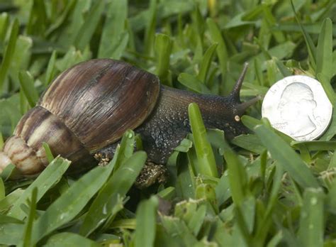 Giant African Land Snails Take Over Florida Photo 1 Pictures Cbs News