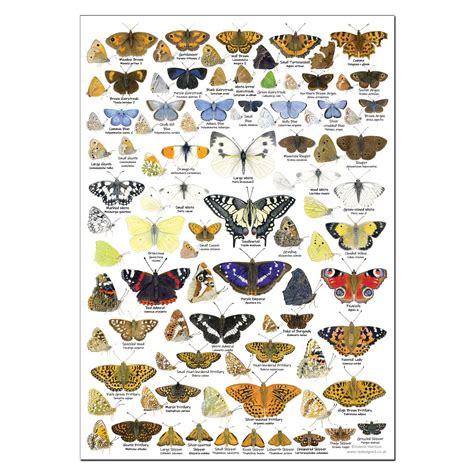 British Butterflies Identification A3 Poster Art Print Chart
