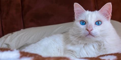 14 Beautiful White Cat Breeds With Pictures