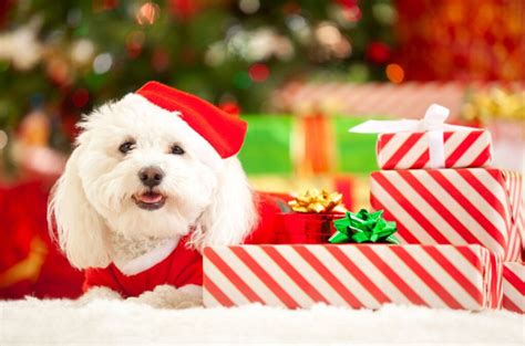 22 Cute Pets Who Are Just As Excited For Christmas As You Are Page 11