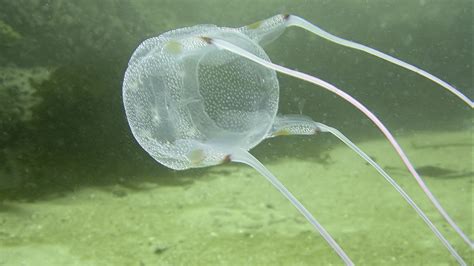 Antidote Found For Box Jellyfish Worlds Most Venomous Sea Creature