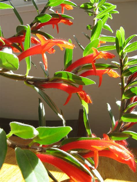 Everything you need to know about goldfish plant care, from how often to water to sunlight needs and how to propagate a goldfish plant. 10 Indoor Blooms to Brighten Your Home This Winter - Porch ...