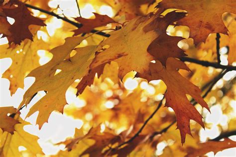 Free Images Nature Forest Branch Sunlight Golden Autumn Yellow