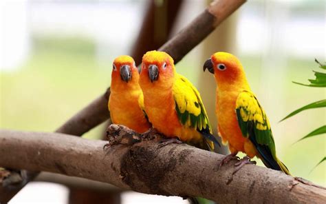 Love Birds Hd Wallpapers For Mobile