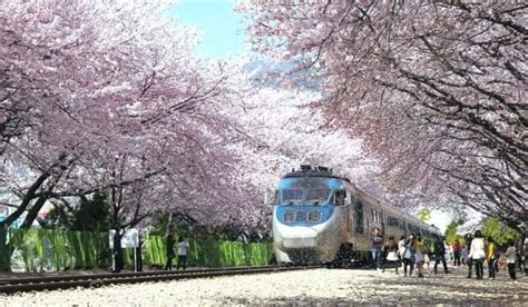 I've been to busan for 4 days and 2 days in seoul. Jinhae Cherry Blossom Festival 2018 One Day Tour from ...