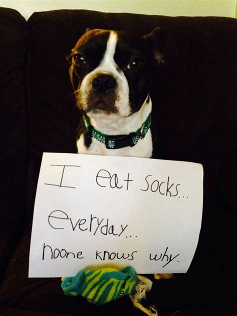 I Eat Sockseverydayno One Knows Why ~ Dog Shaming Shame Boston