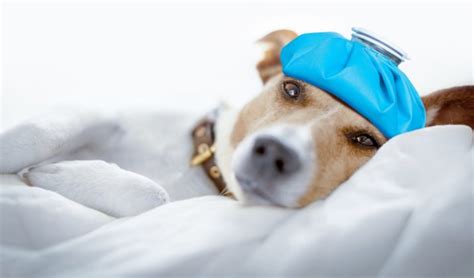 5 Home Remedies For Dog Cold All Natural Treatments Top Dog Tips