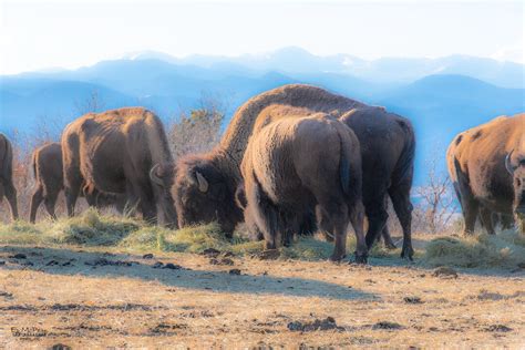 Two Headed Bison Etsy