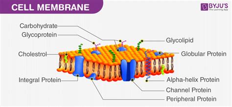 Cell Membrane Biology 4 Kids Labeled Functions And Diagram Gambaran