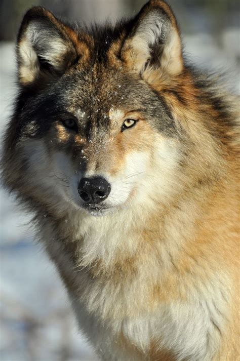 Wolf Portrait Smithsonian Photo Contest Smithsonian Magazine