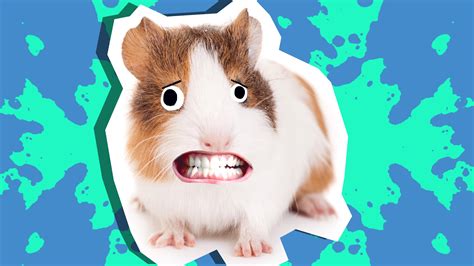 20 Best Guinea Pig Jokes And Puns