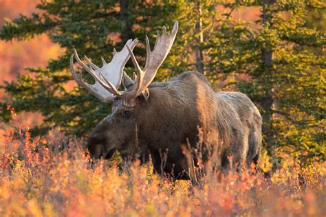 Magnificent Moose The Comeback Story Of Michigans Upper Peninsula