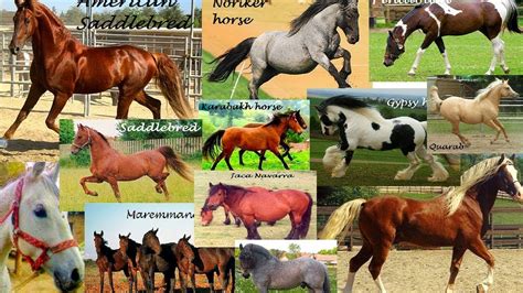 Top 20 Most Popular Horse Breeds In The World Youtube