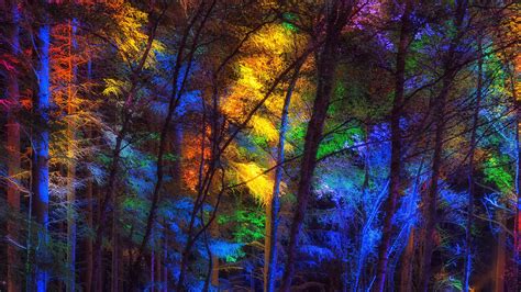 Free Photo Colorful Forest Colorful Colors Forest Free Download